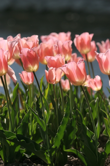 Tulipes a Morges 2007 - 151